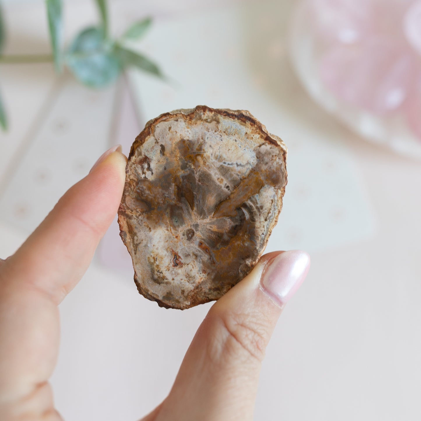 Mini Petrified Fossil Wood Slice from Madagascar