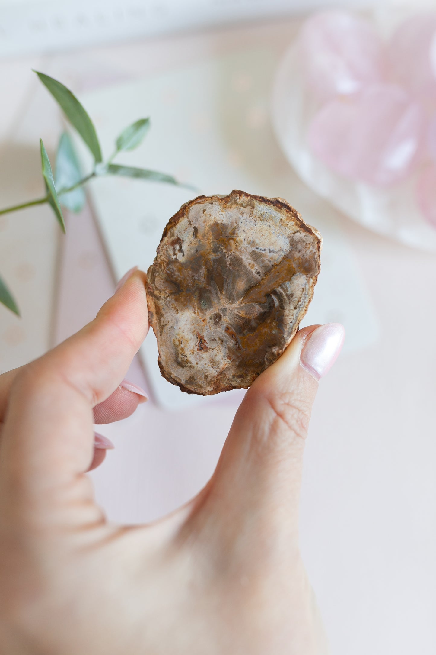 Mini Petrified Fossil Wood Slice from Madagascar