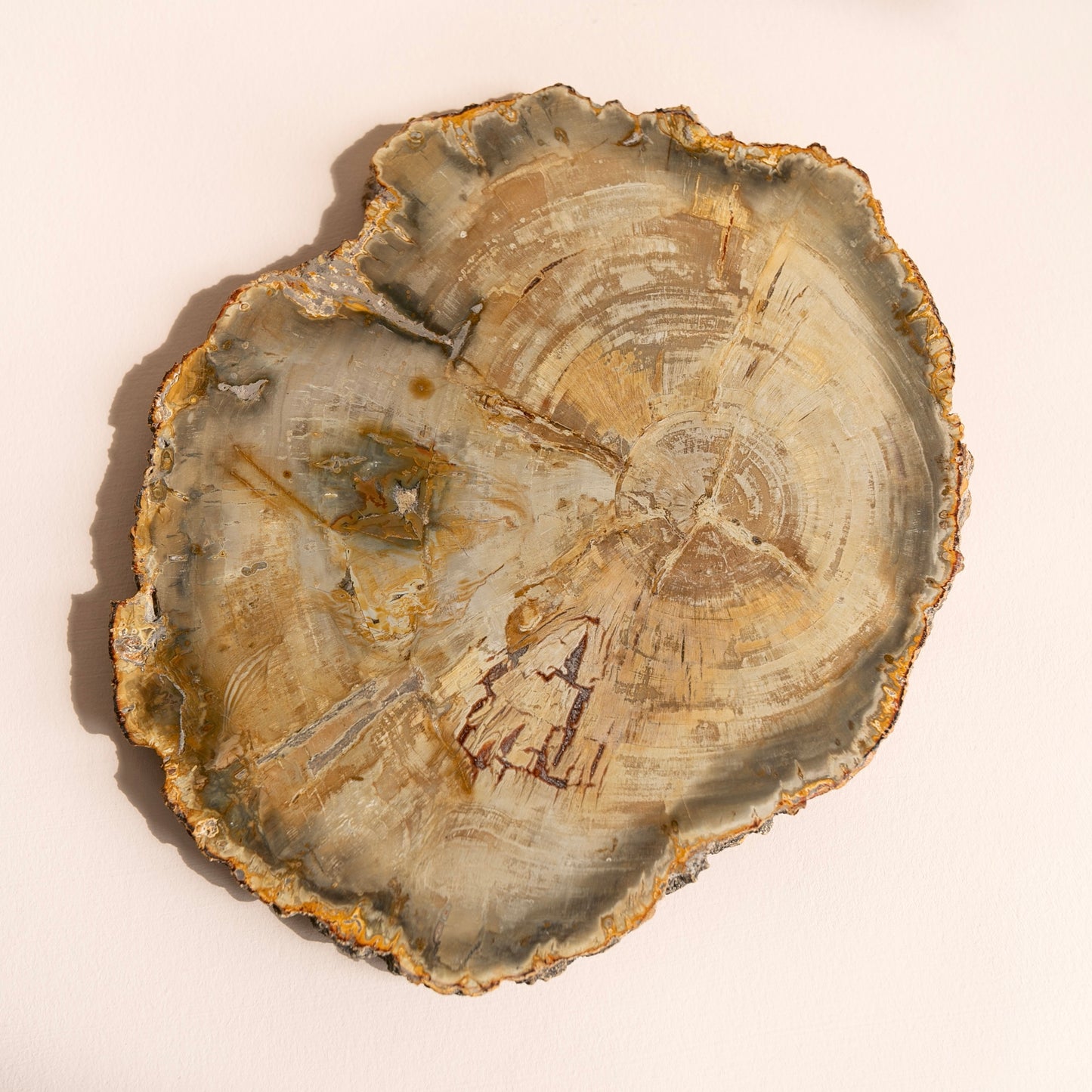 Large Petrified Fossil Wood Tree Crystal Slice
