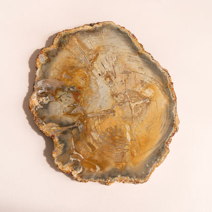 Large Petrified Fossil Wood Tree Crystal Slice